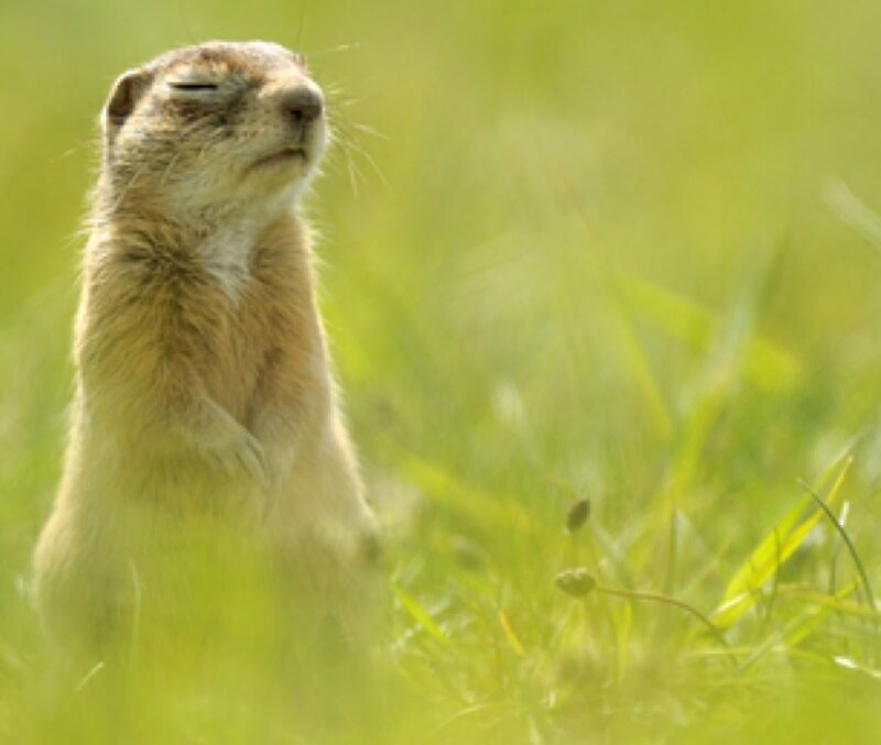 Ground Squirrel in Grass — Green, Calm