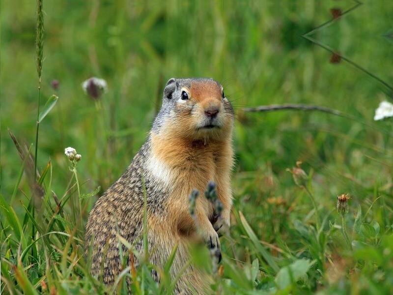 Ground Squirrel in Grass — Green