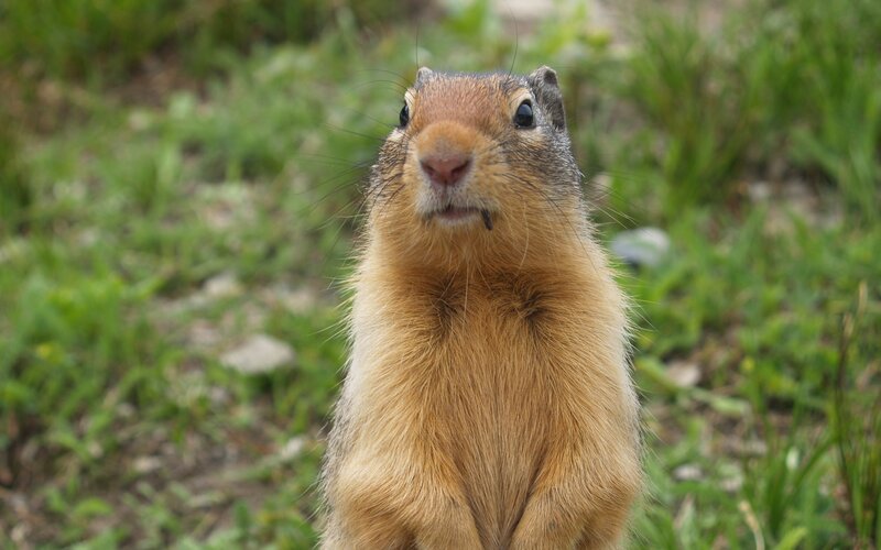 ground squirrel in grass