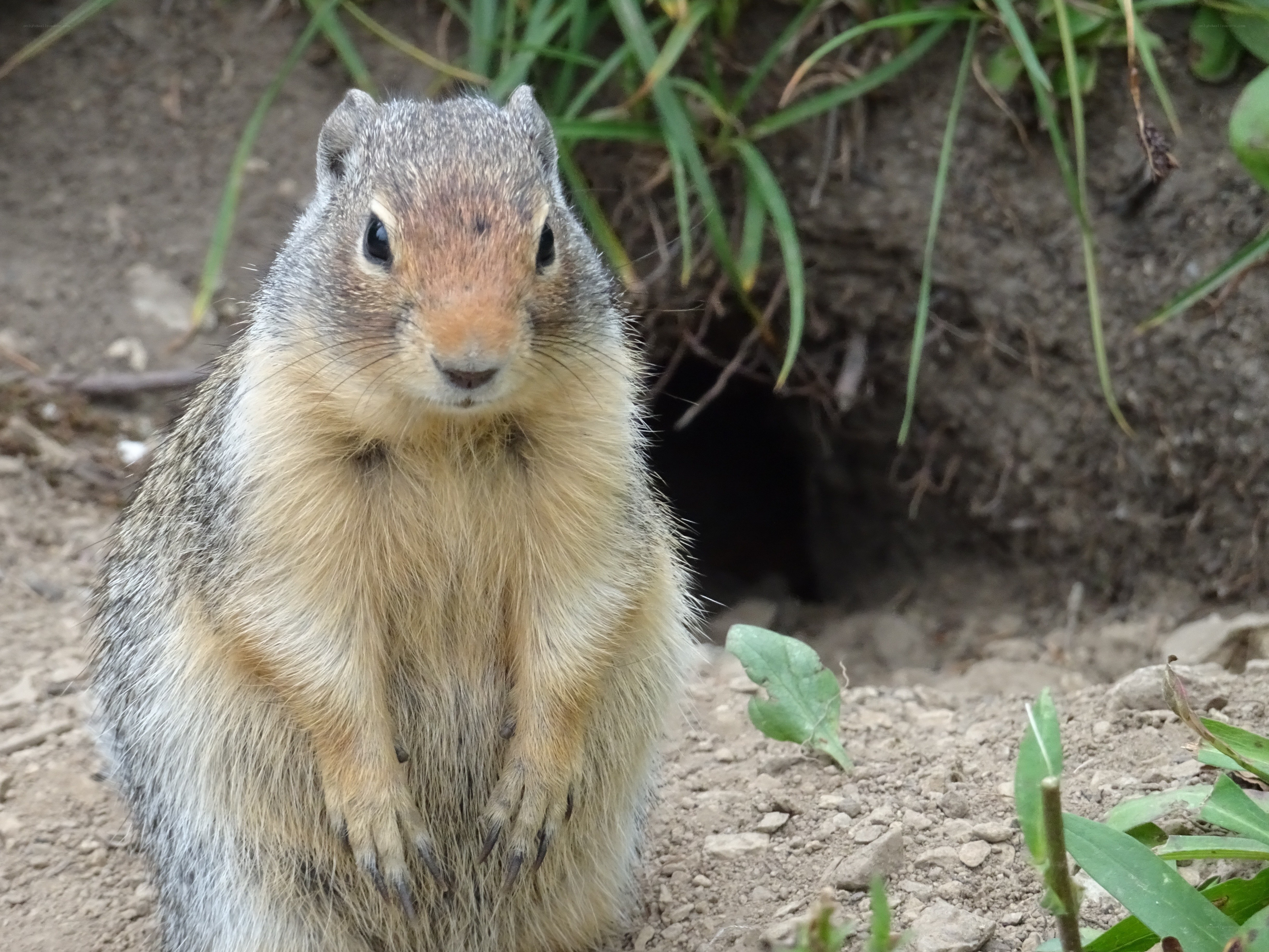ground squirrel near burrow