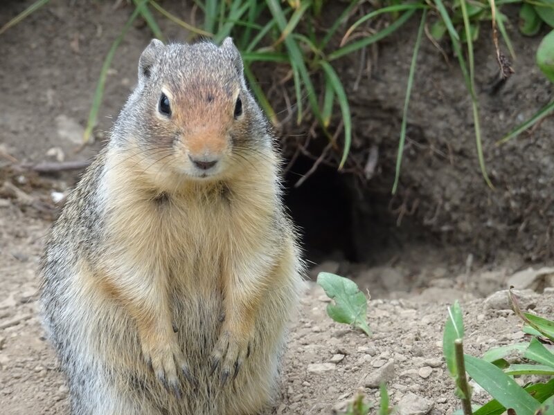 Ground Squirrel Near Burrow — Brown, Alert