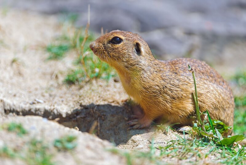 Ground Squirrel Near Burrow — Brown
