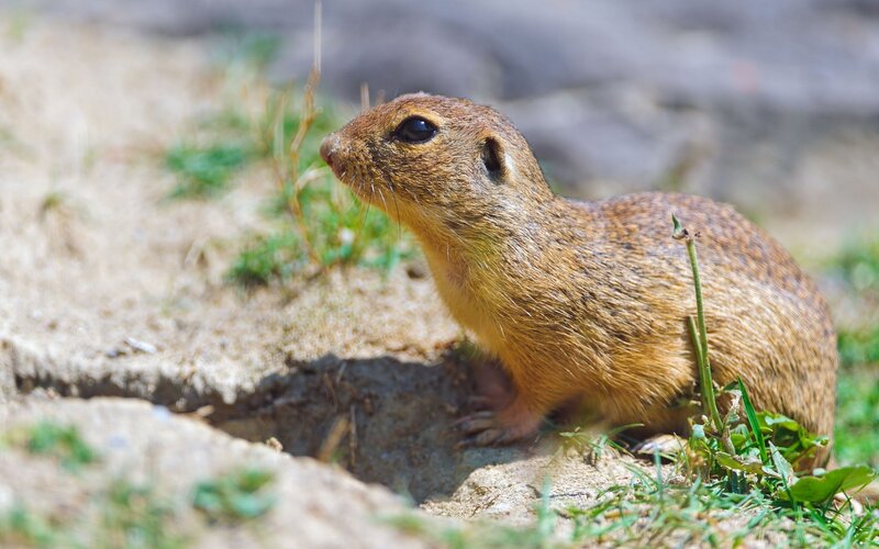 Ground squirrel near burrow