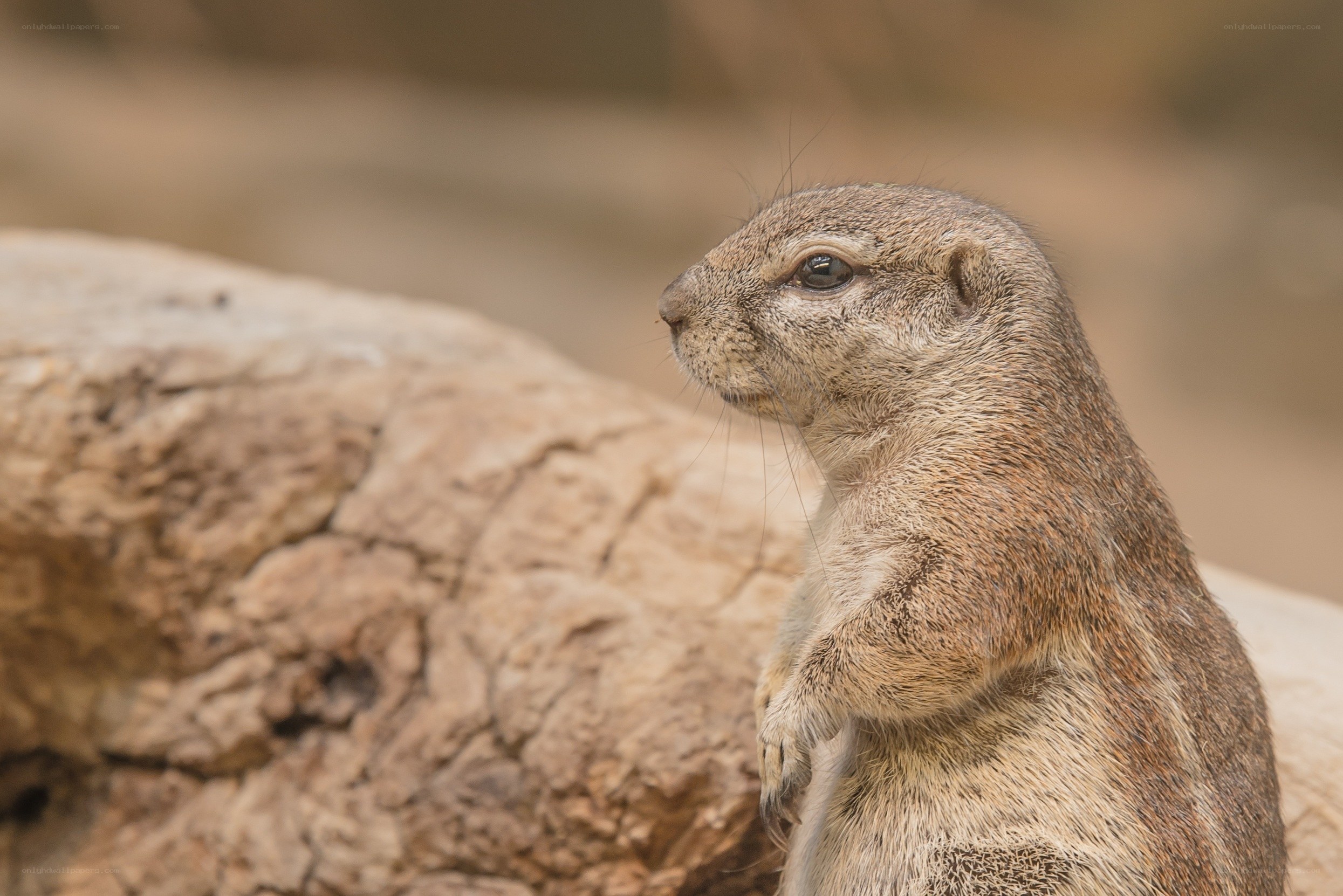 ground squirrel on a rock