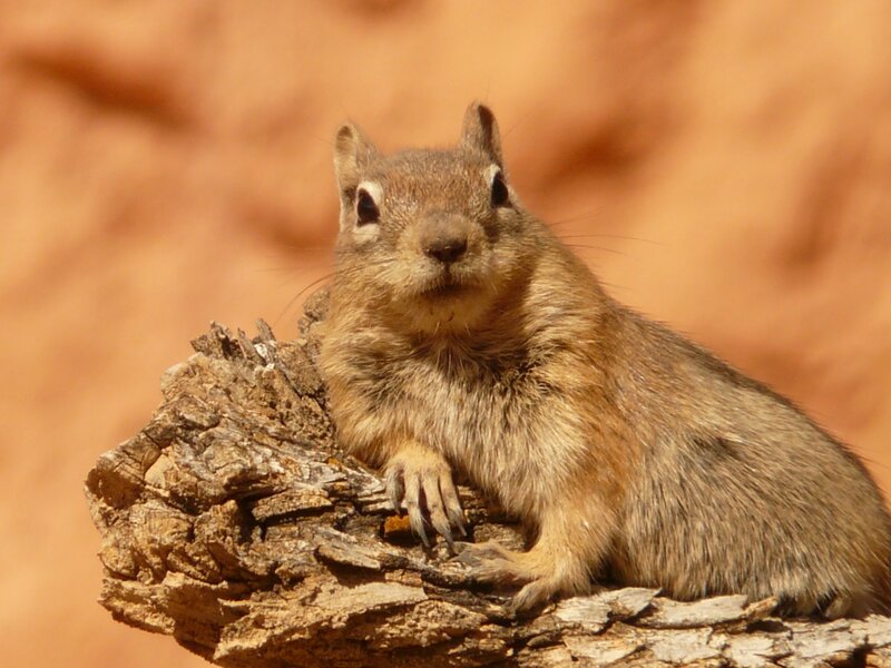 Ground Squirrel on Log — Brown