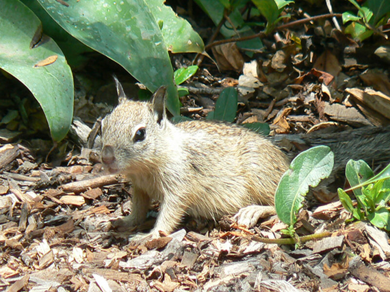 Ground Squirrel on Mulch