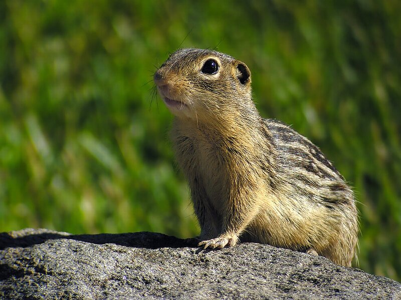 Ground Squirrel on Rock