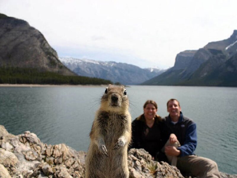Ground Squirrel on Rocks
