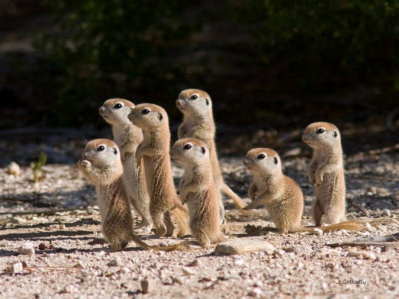 Ground Squirrel Pups