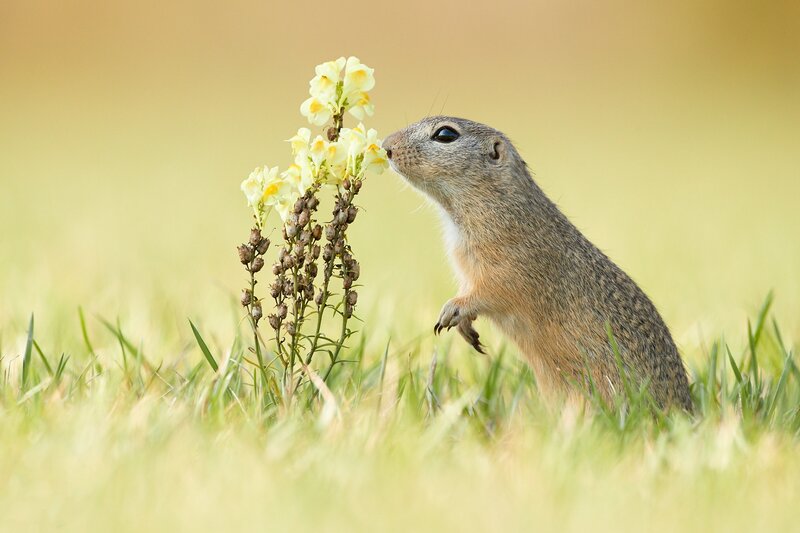 Ground Squirrel Sniffing Flower
