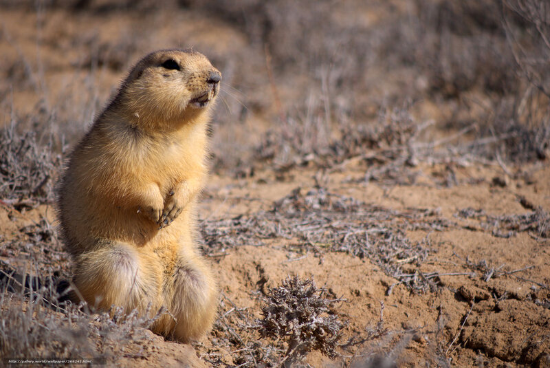 Ground Squirrel Standing — Brown, Alert