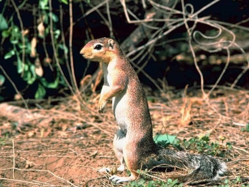 Ground Squirrel Standing — Brown