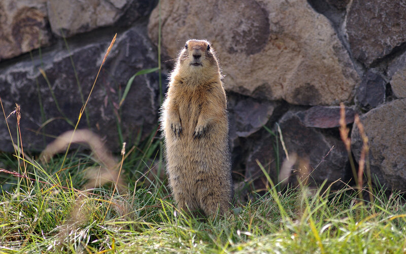 Ground Squirrel Standing — Green