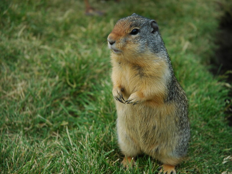 ground squirrel standing on grass