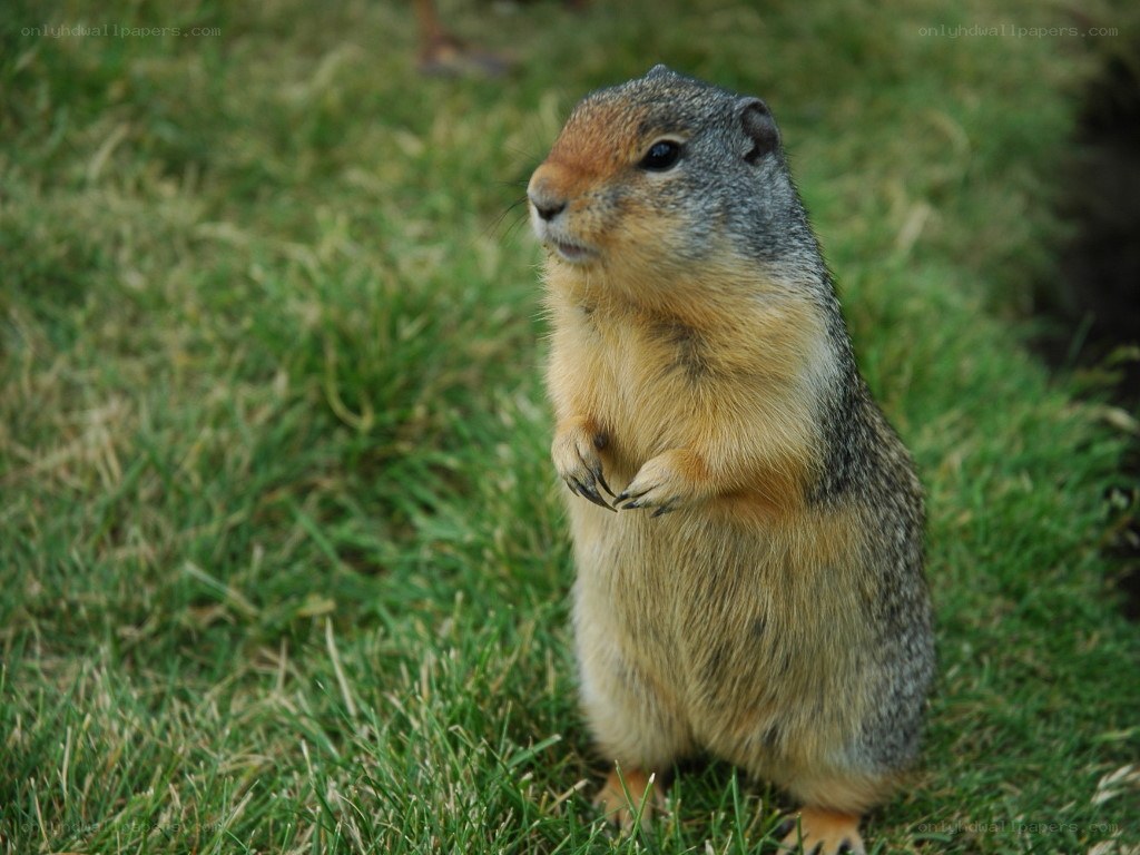 ground squirrel standing on grass