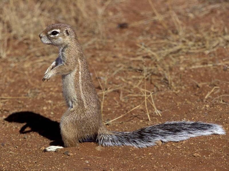 Ground Squirrel Standing