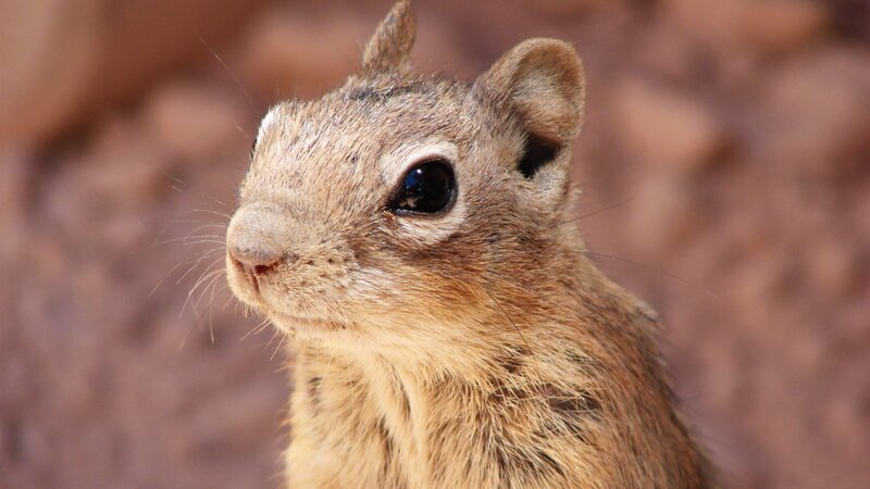 Ground Squirrel
