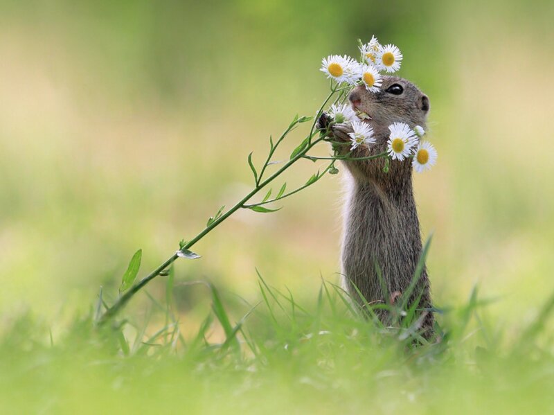 Ground Squirrel with Flowers — Green