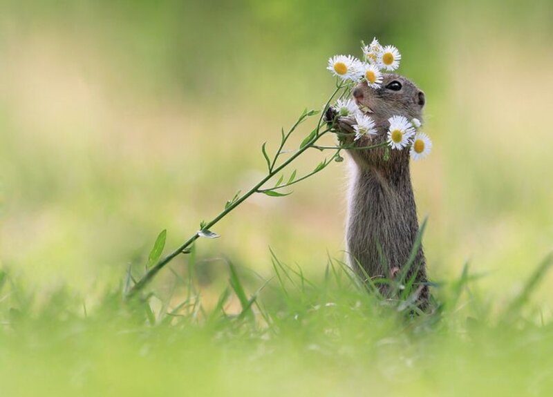 Ground Squirrel with Flowers