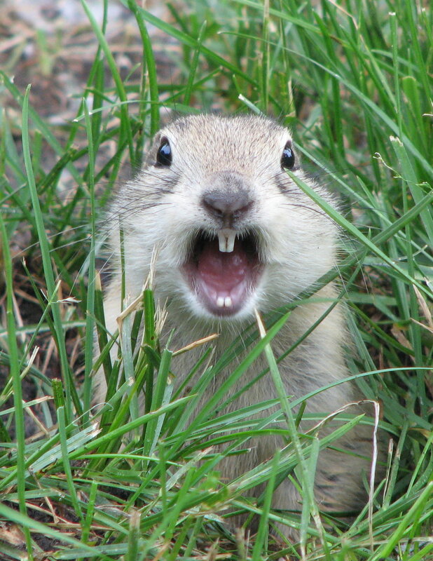 ground squirrel with open mouth