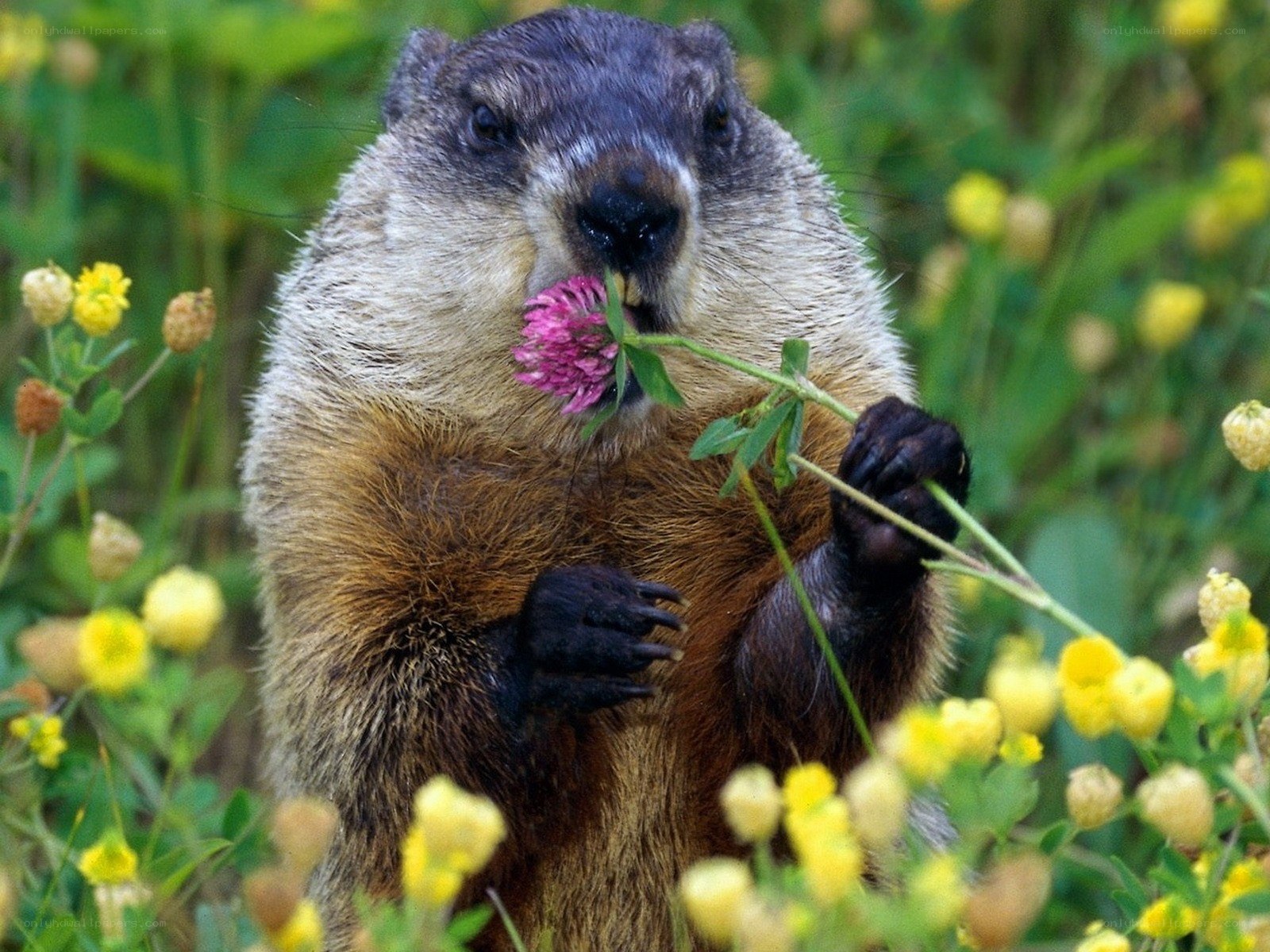 Groundhog eating a flower