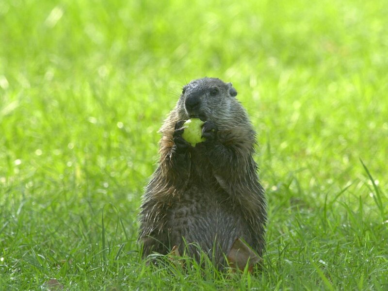Groundhog eating apple in grass