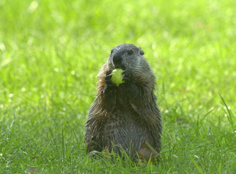 Groundhog Eating Apple