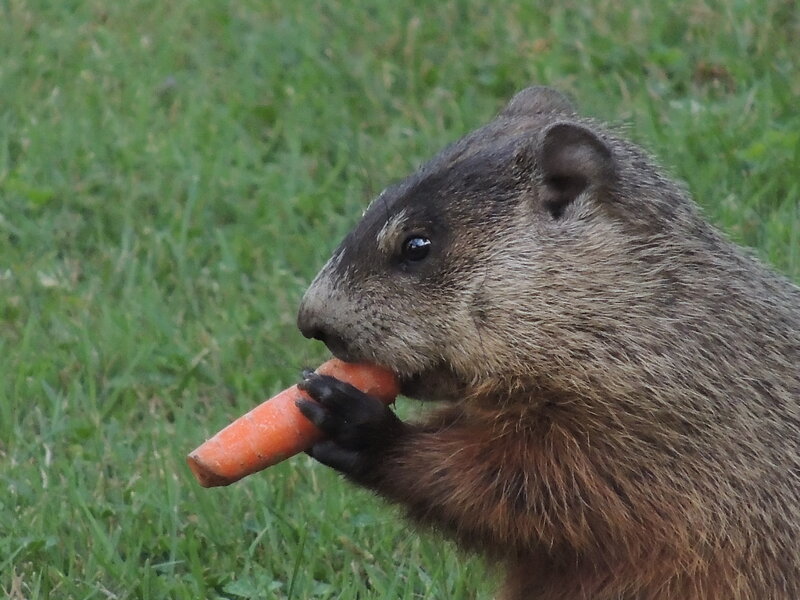 Groundhog Eating Carrot — Brown