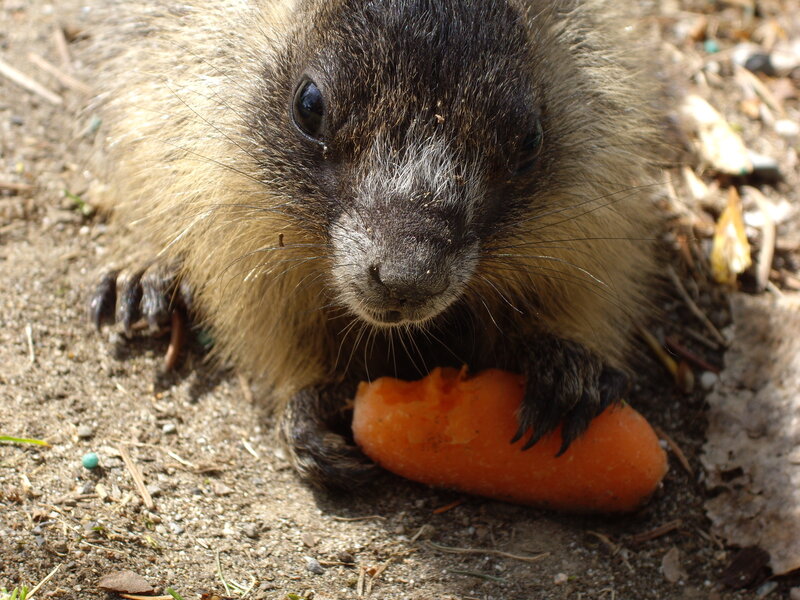 groundhog eating carrot