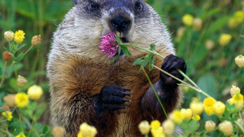 groundhog eating flower