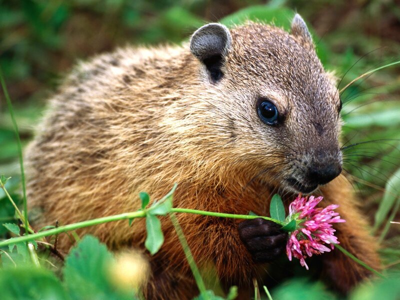 groundhog eating flower
