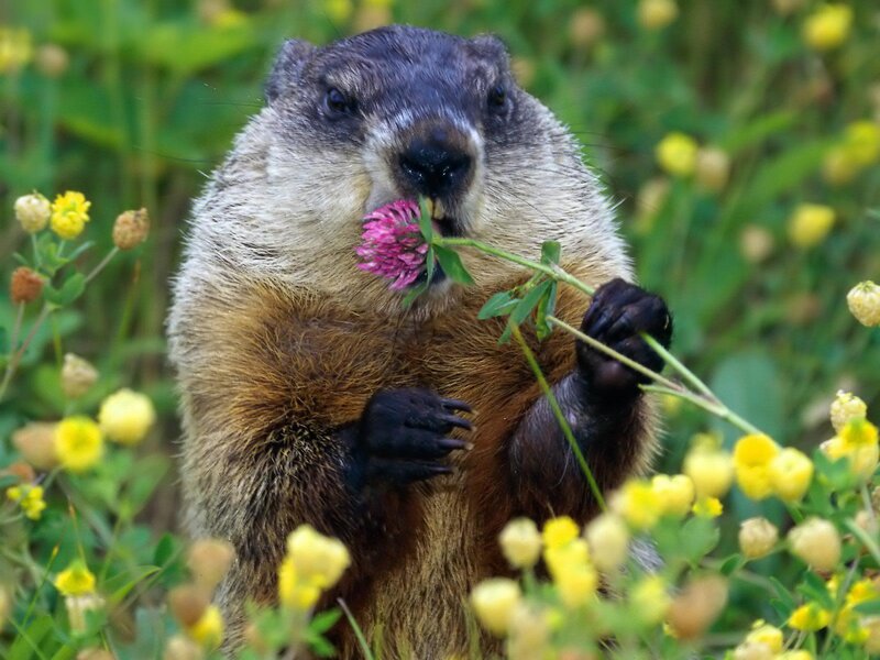 Groundhog Eating Flower — Brown