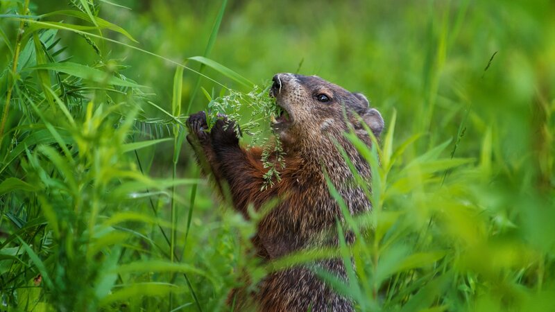 Groundhog Eating Grass — Green