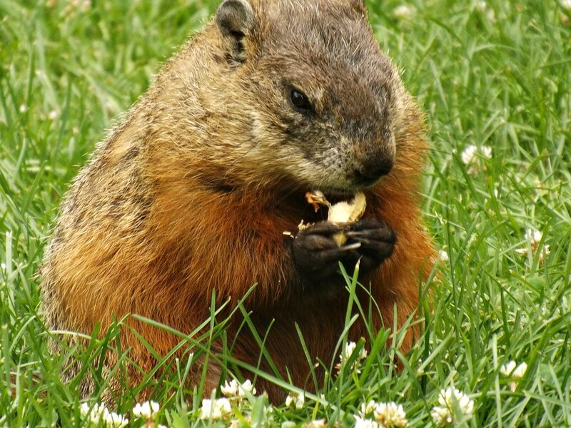 Groundhog Eating Grass