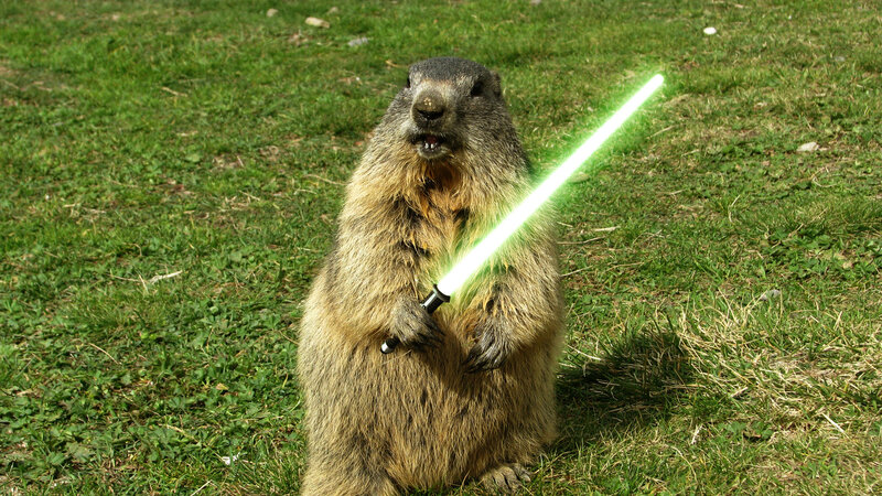 Groundhog Holding Lightsaber