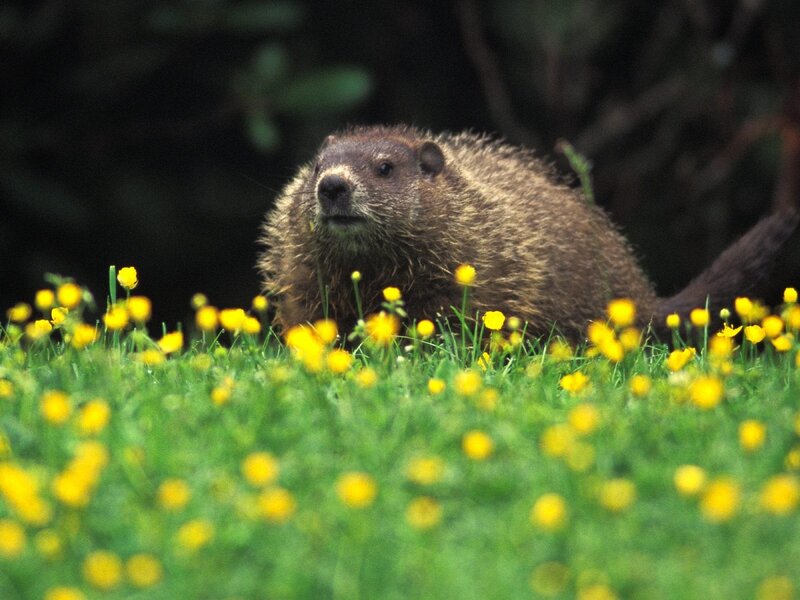Groundhog in a field of flowers