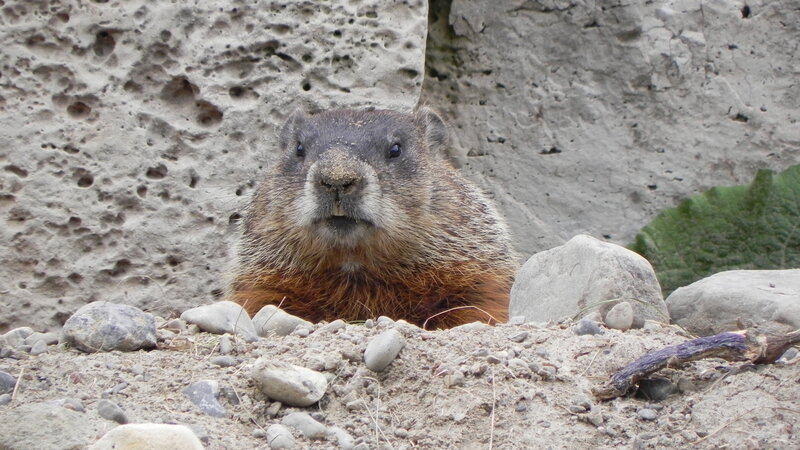 Groundhog in Burrow