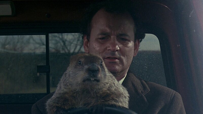 Groundhog in Car