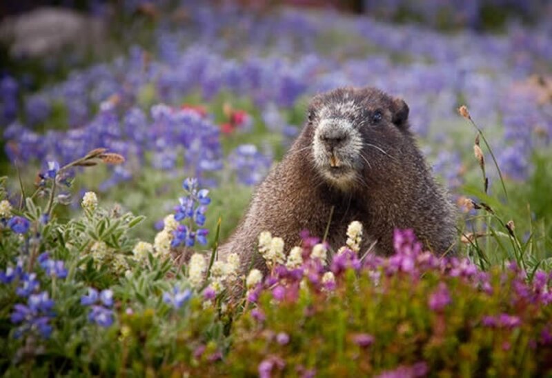 Groundhog in Flowers