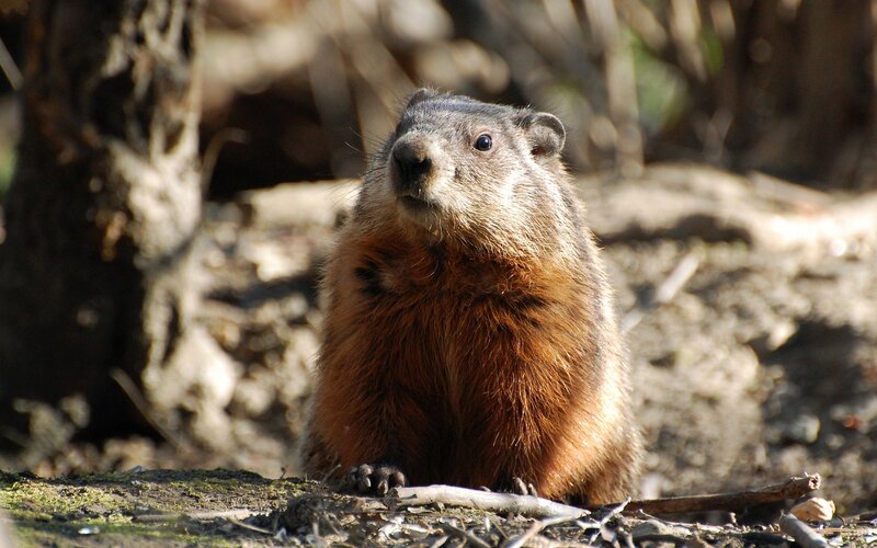 Groundhog in Forest