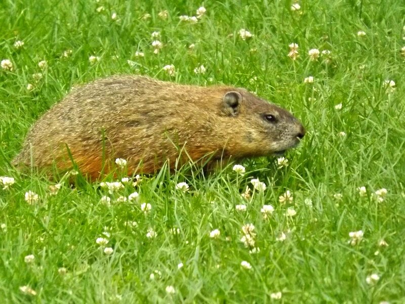 Groundhog in Grass — Green, Calm, Afternoon