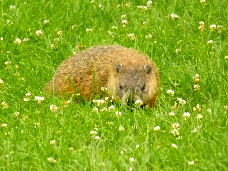 Groundhog in Grass — Green, Calm
