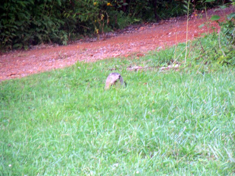 Groundhog in Grass — Green, Natural