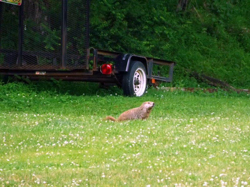 Groundhog in Grass — Green