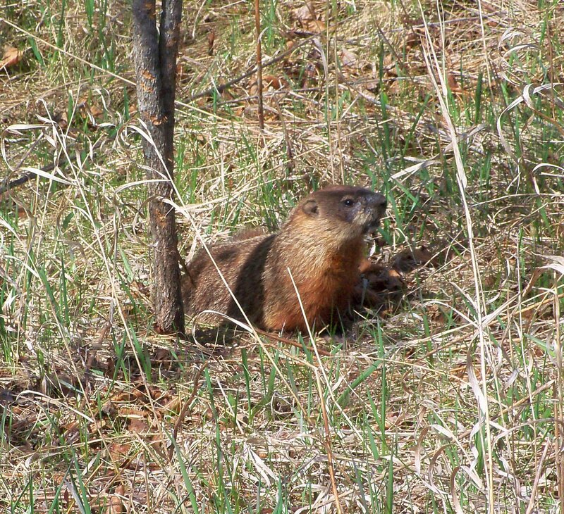 Groundhog in grassy area