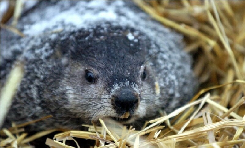Groundhog in Hay
