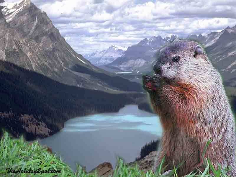 Groundhog in Mountains