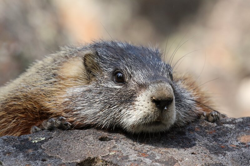 Groundhog on Rock — Brown