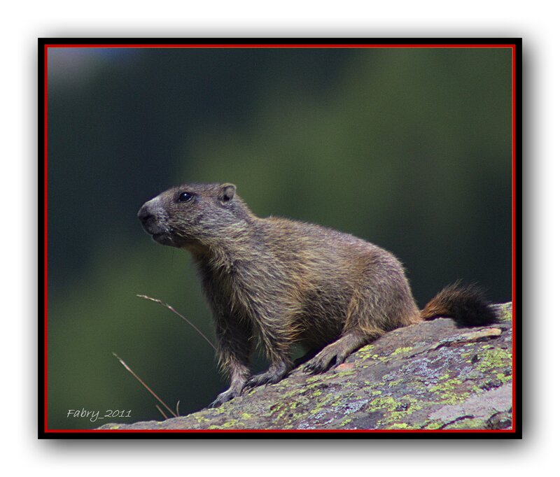Groundhog on Rock
