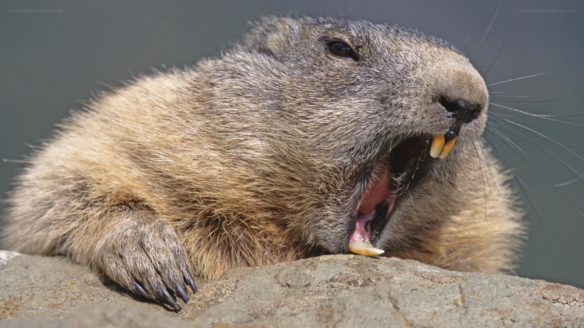 groundhog yawning on rock